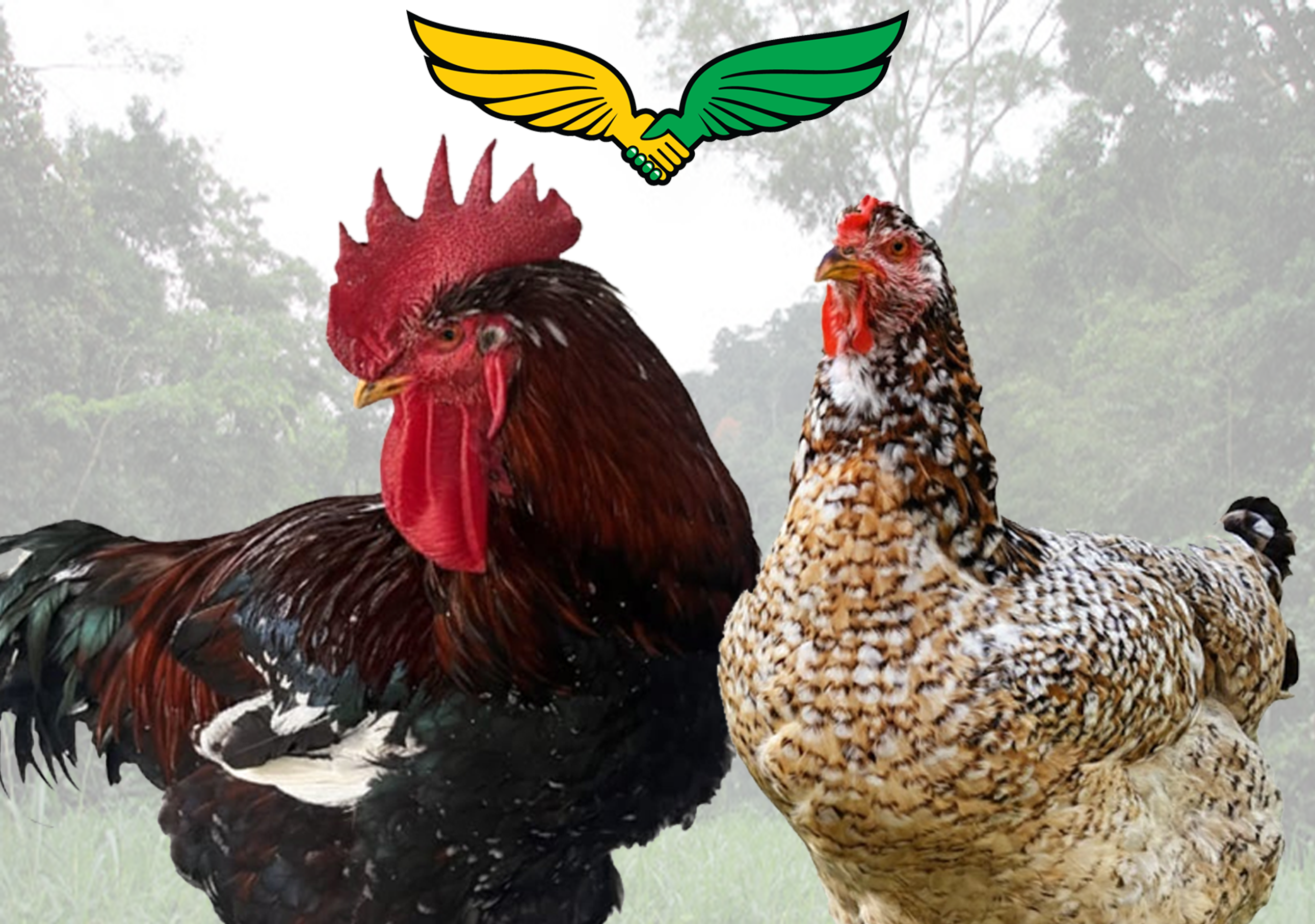 Brabão e Rainha, exemplares da Galinha Balão Tradicional homenageados pela Federação